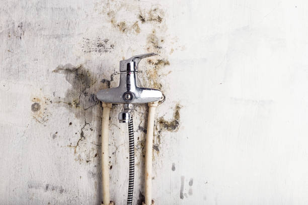 Reliable San Juan, TX Mold Removal Solutions
