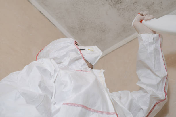 Best Fast Mold Removal  in San Juan, TX