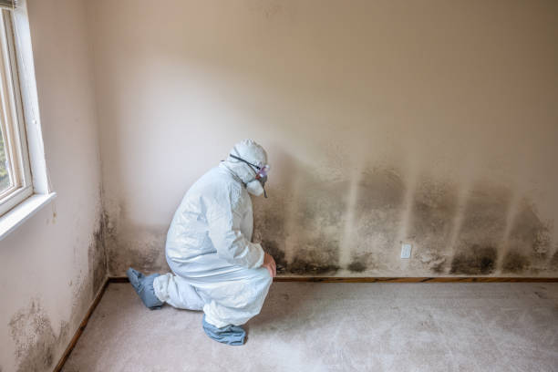 Mold Removal and Inspection in San Juan, TX