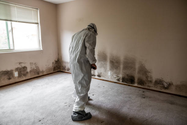 Best Same-Day Mold Removal  in San Juan, TX