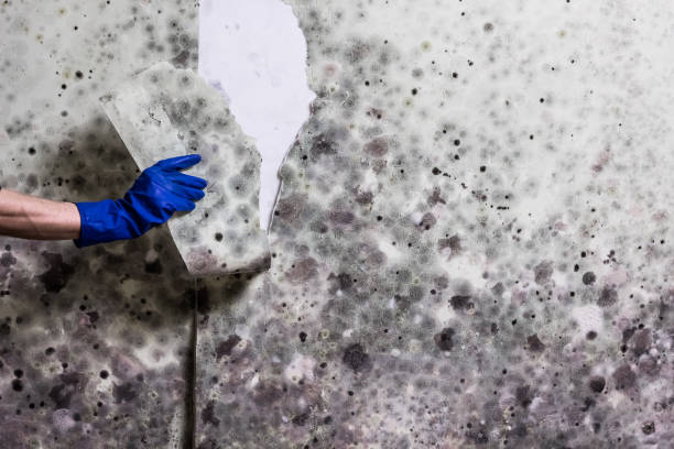 Best Affordable Mold Removal  in San Juan, TX